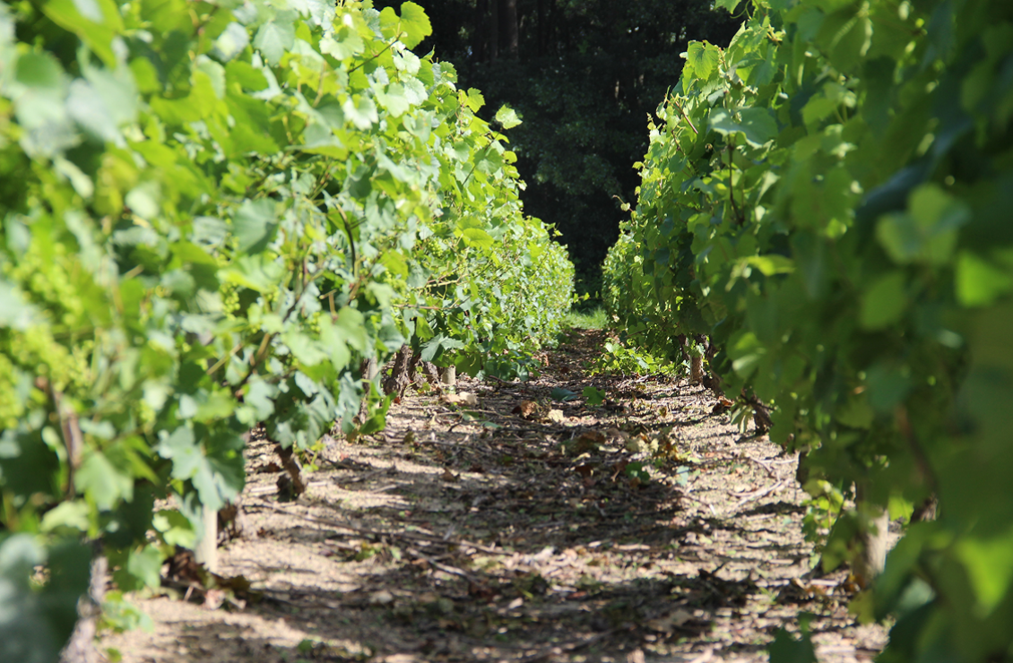 Entretien des vignes