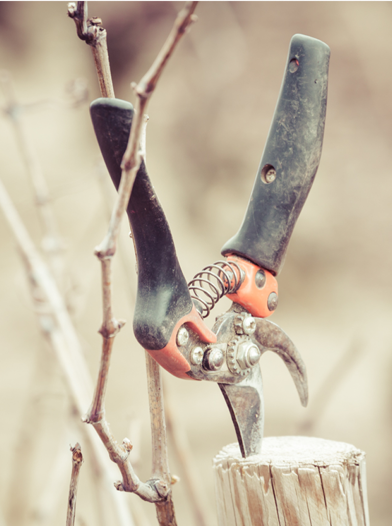 Sécateur pour tailler les vignes